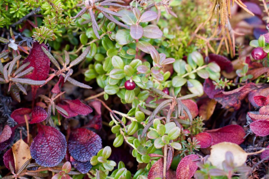 Looking down at the ground reveals more beautiful, autumn colors when you travel in Alaska: Bright green- and cranberry-colored leaves and berries are shown here. ©KettiWilhelm2021
