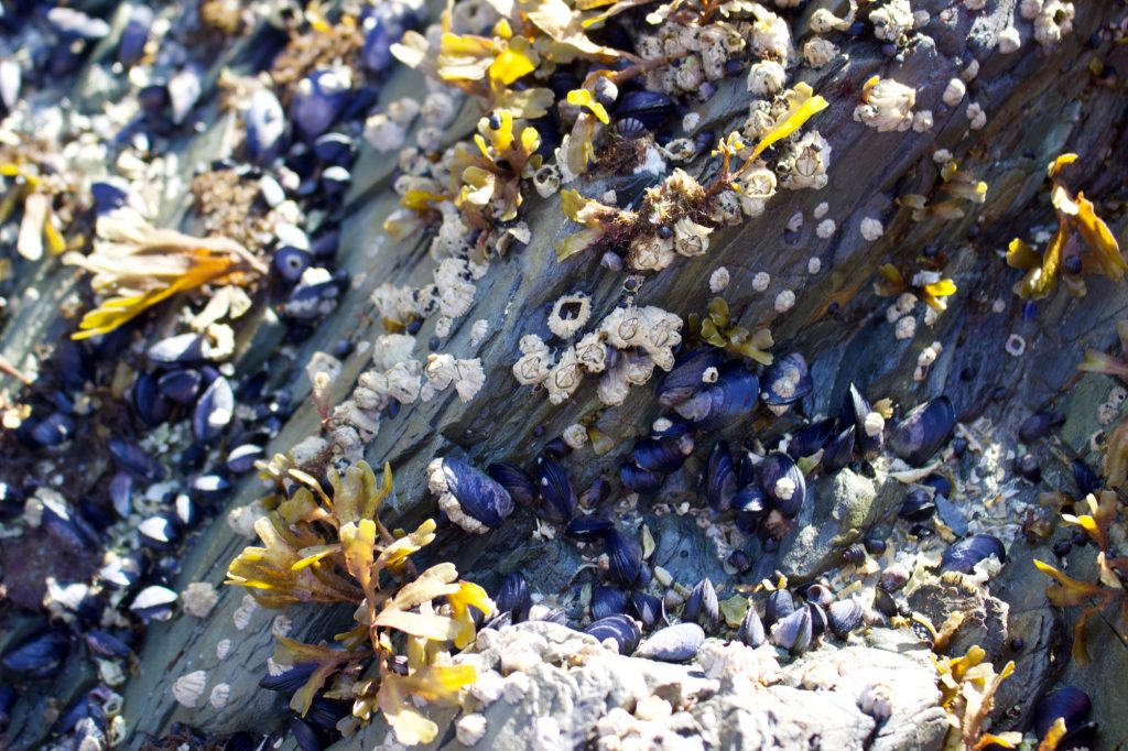 A rock covered in beautiful, yellow, purple, and white sea life and shells on our trip to0 Southeast Alaska. ©KettiWilhelm2021