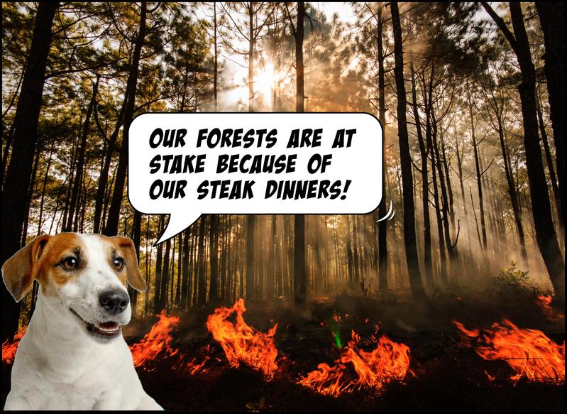 A meme of a dog with a speech bubble saying "our forests are at stake because of our steak dinners," with a burning forest in the background.