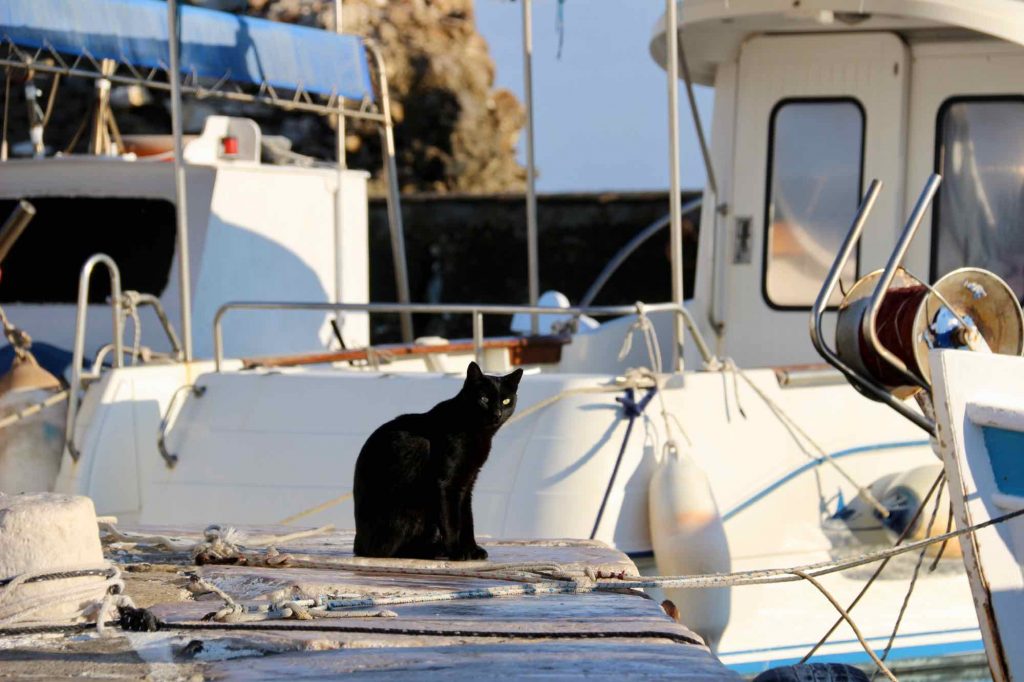 A solid black cat takes in the morning sun in front of a sailboat at Paros’ port of Naousa. ©KettiWilhelm2022