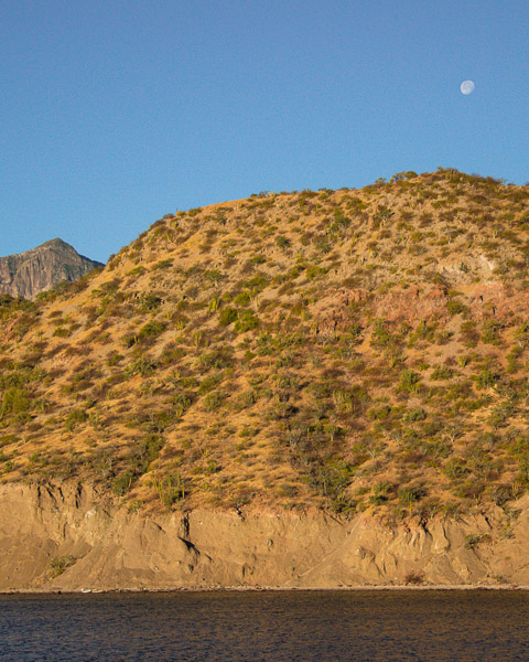 Cacti create a beautiful texture on a hill rising from the Sea of Cortez toward an early morning blue sky with a bright white moon. ©KettiWilhelm2023