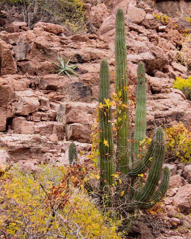 Bright green cacti growing out of reddish rocks, captured on a hike on Isla Partida, Mexico. ©KettiWilhelm2023