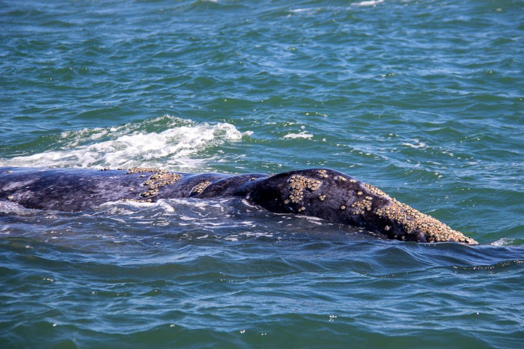 Gray whales with barnacles stick their noses out of the water at Puerto Lopez Morales, Baja California, during an UnCruise excursion. ©KettiWilhelm2023
