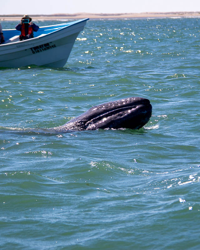 A gray whale baby sticks its nose out of the water at Puerto Lopez Morales, Baja California, during an UnCruise excursion. ©KettiWilhelm2023