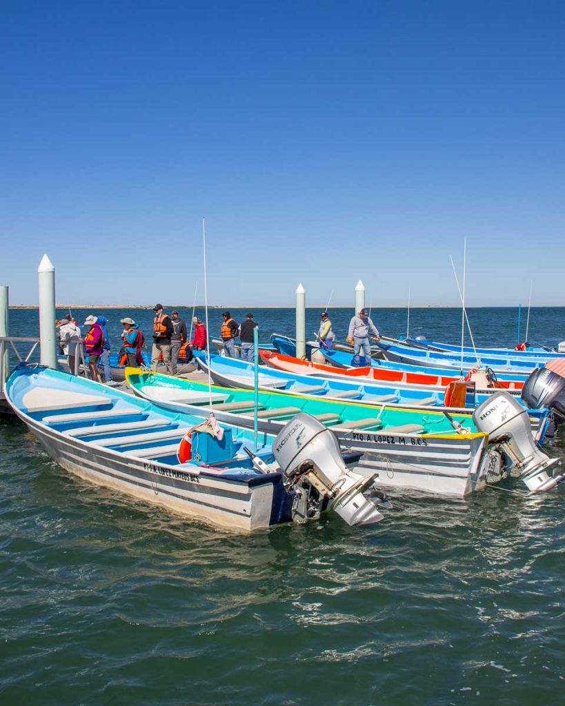 Colorful local boats ready for whale watching tours at Puerto Lopez Morales, Baja California, during an UnCruise excursion. ©KettiWilhelm2023