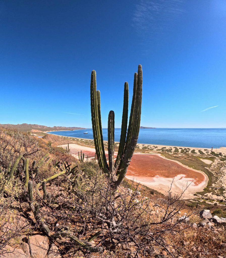 Looking down on turquoise waters and pink salt flats on an island in Baja California Sur, with a giant cardon cactus growing out of the side of the hill. ©KettiWilhelm2023