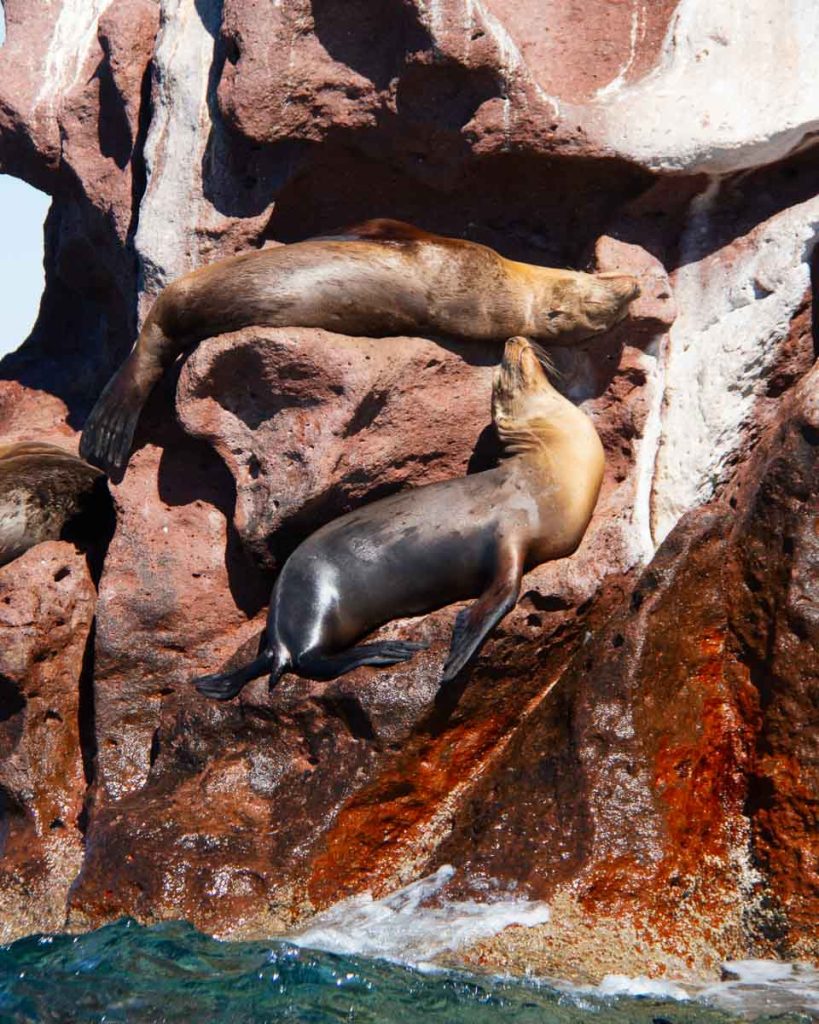 Sea lions bathing in the sun on the rocks of Los Islotes, off of Isla Partida, in Baja California Sur during out UnCruise trip. ©KettiWilhelm2023