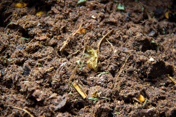 Uniform, well-composed compost in the Lomi composter machine. ©KettiWilhelm2023