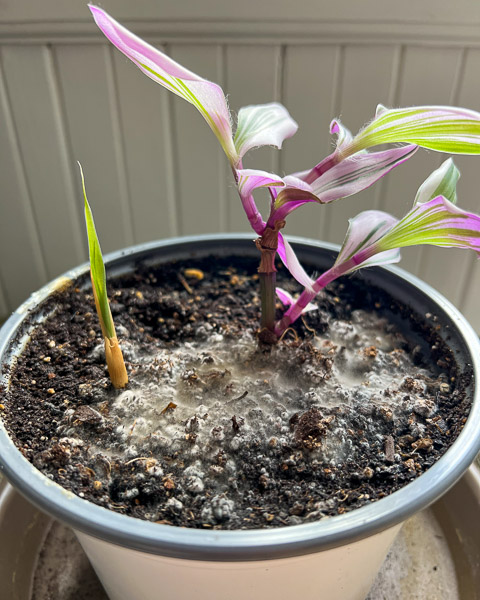 Two small house plants growing in a pot, with mold in the soil because of adding too much Lomi dirt instead of the proper ratio of Lomi compost vs soil. ©KettiWilhelm2023