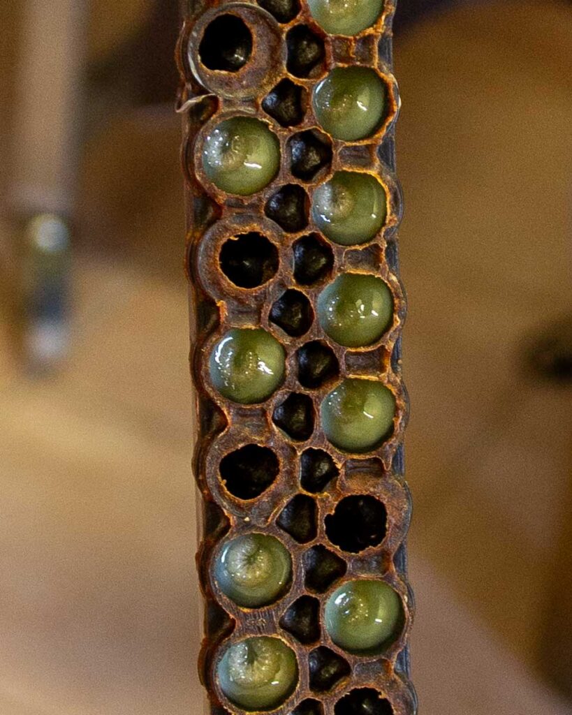 Shiny, greenish-gold bits of royal jelly inside a tray at a beekeeper's farm during a bike tour through Italy's Marche region. ©KettiWilhelm2023