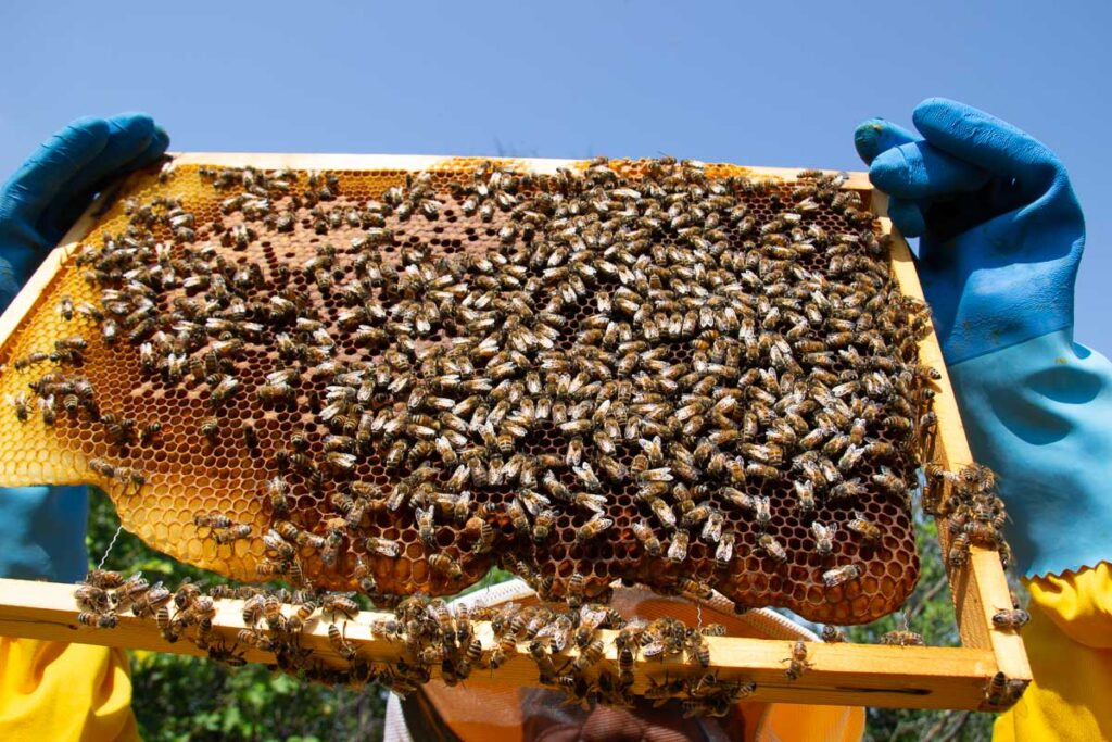 A tray of bees held up to the sky in the blue gloved hands of a cycle tourist on this stop at a beekeeper's farm on a bike tour through Italy's Marche region. ©KettiWilhelm2023