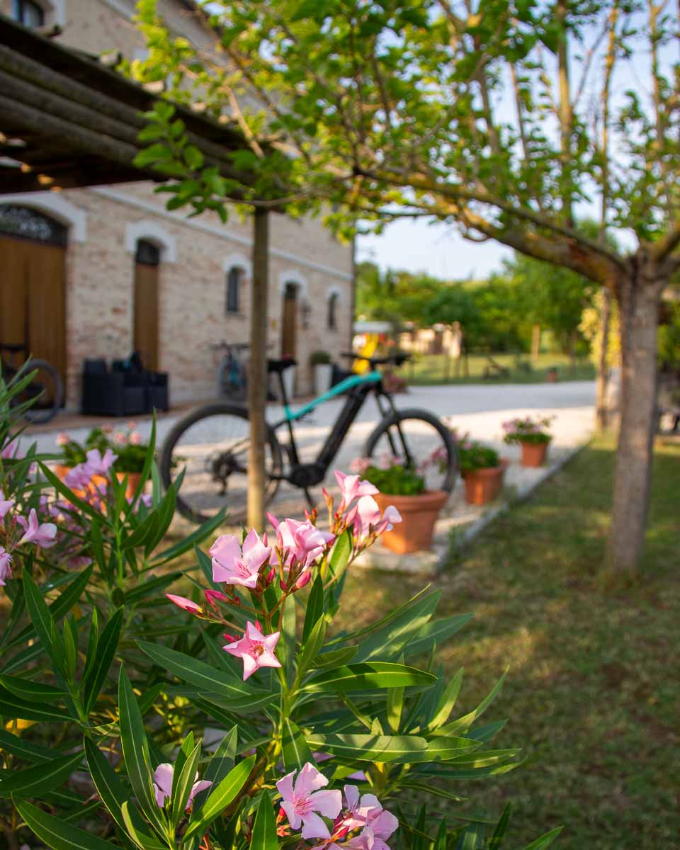 The e-bike I rode for this bike tour in Italy, behind a bush with pink flowers at a local agriturismo where we slept. ©KettiWilhelm2023