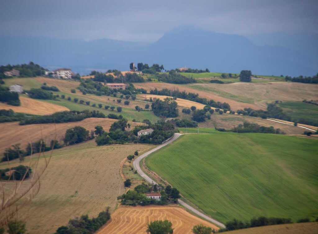 A white road, which this bicycle tour just cycled up, divides green and brown farm fields in Marche, Italy. ©KettiWilhelm2023