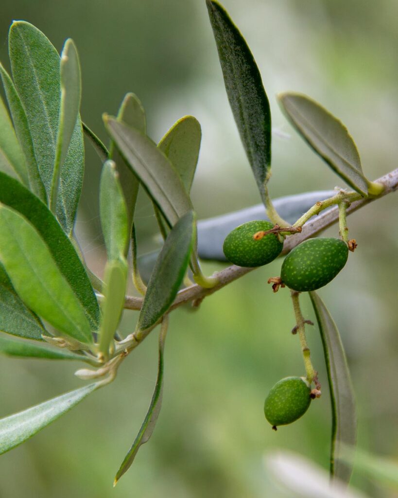 Organically grown olives hang on the branch at Colle Nobile olive oil farm in Central Italy. ©KettiWilhelm2023
