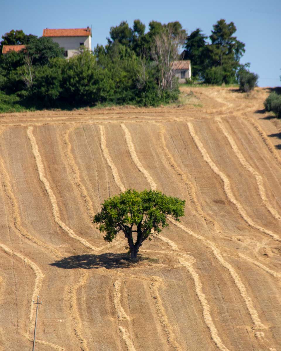 A lone green tree standing in the middle of a golden field, with rows pointing toward a farmhouse. ©KettiWilhelm2023