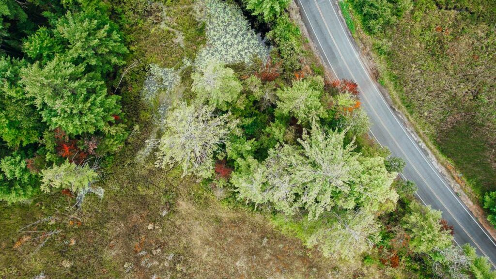 ALT Red leaves peak through a mostly green forest in late August in the Adirondacks, the area known in New England as “first to fall.” This aerial view shows a road sweeping through the trees on the right. ©KettiWilhelm2023