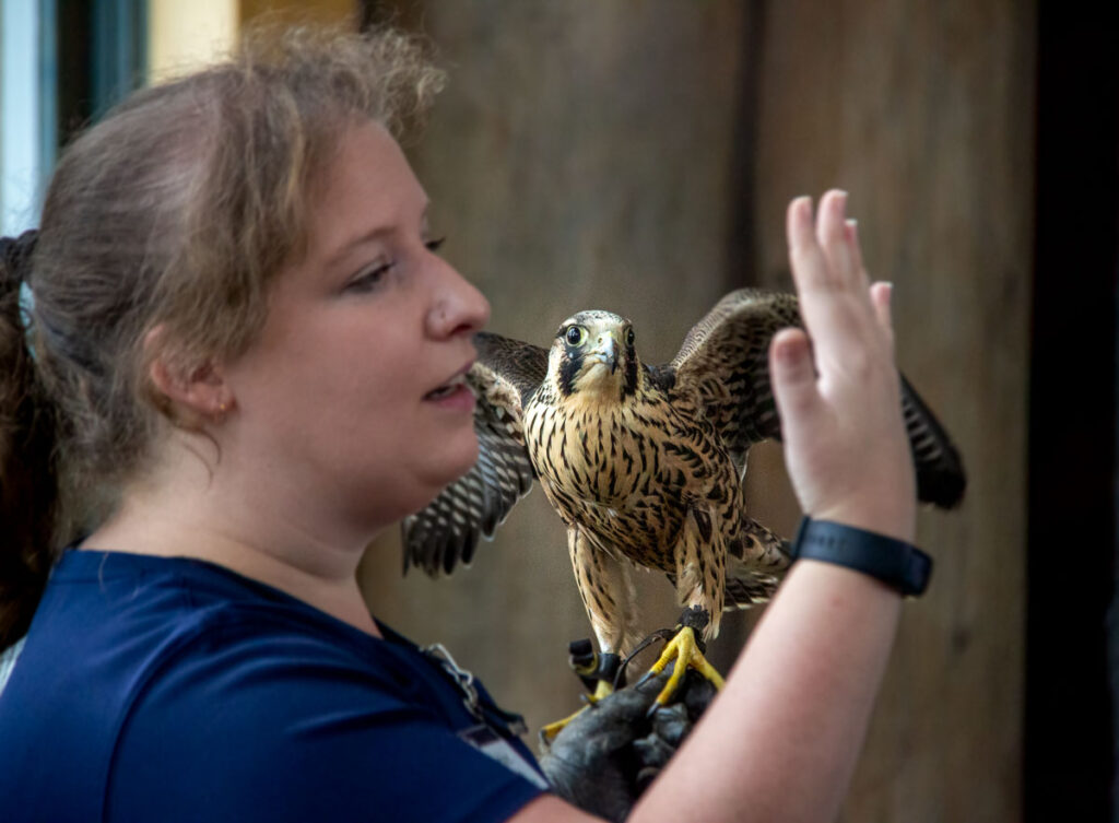 An assistant curator at The Wild Center skillfully tells the story of Reggie, the rescued peregrine falcon perched on her gloved hand. ©KettiWilhelm2023