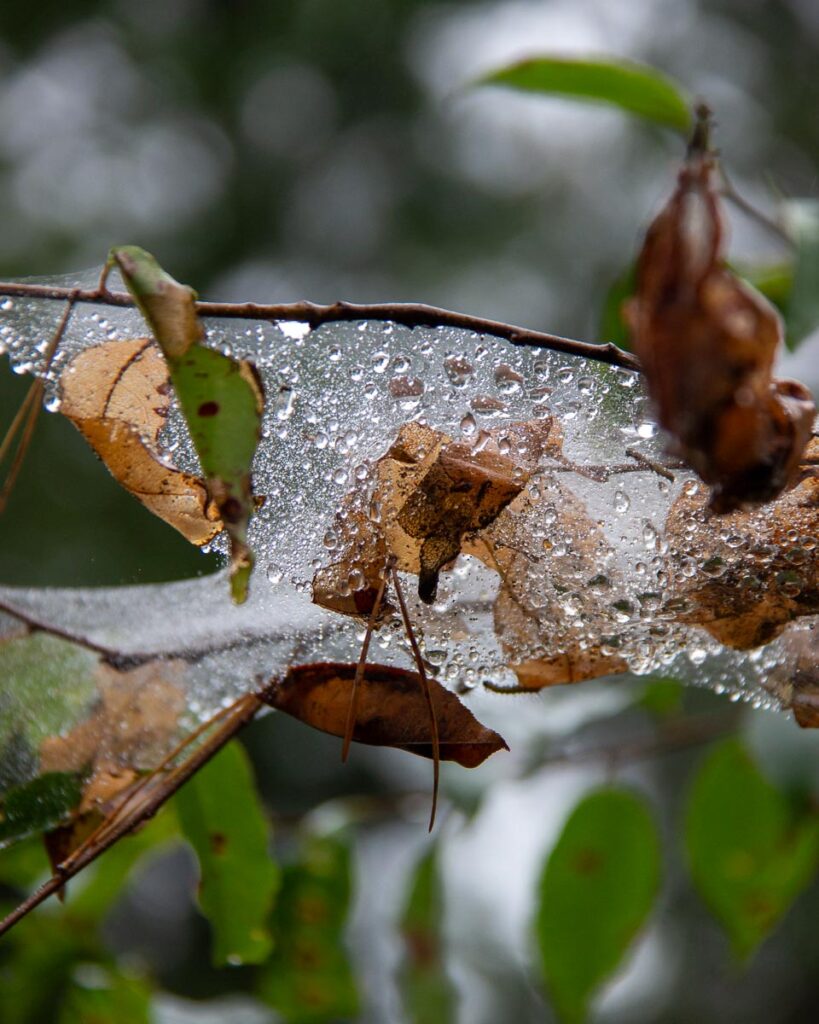 A spiderweb in the trees seen from the Wild Walk, covered in droplets of dew. ©KettiWilhelm2023