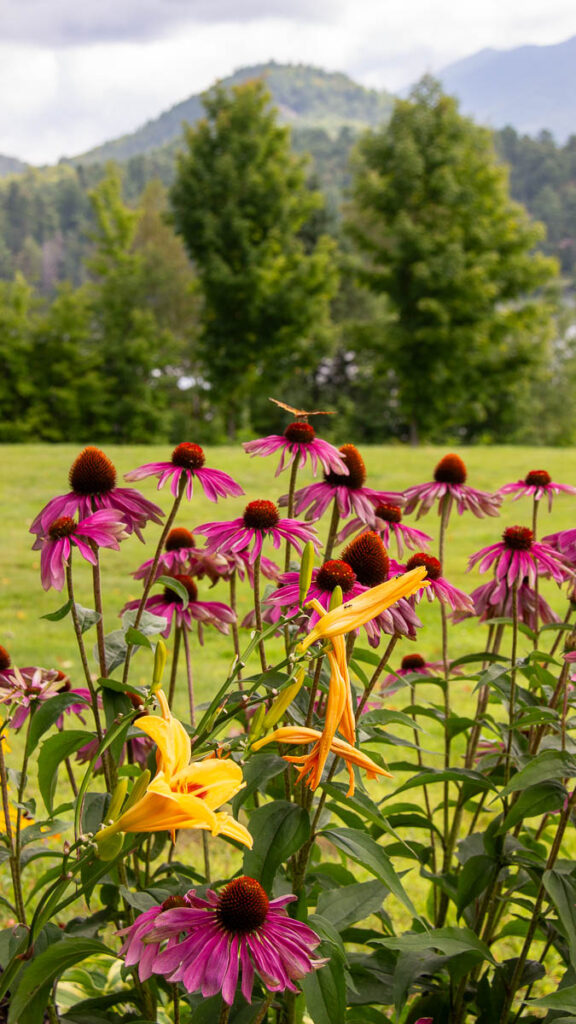 A butterfly sits on orange and purple flowers, in front of a backdrop of the Adirondack mountains in Lake Placid, NY. ©KettiWilhelm2023