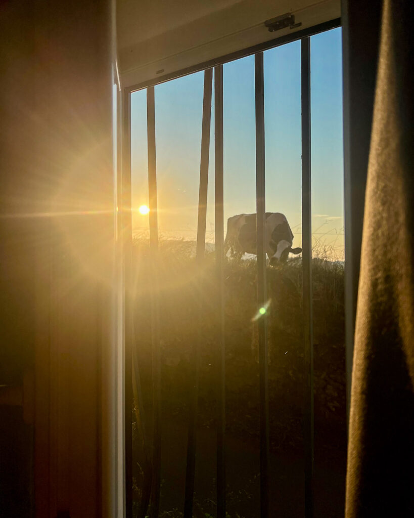 A cow in a farm field in early morning light outside the window of the local boutique hotel Quinta da Nasce Água on Terceira, a hidden gem in Europe. ©KettiWilhelm2024