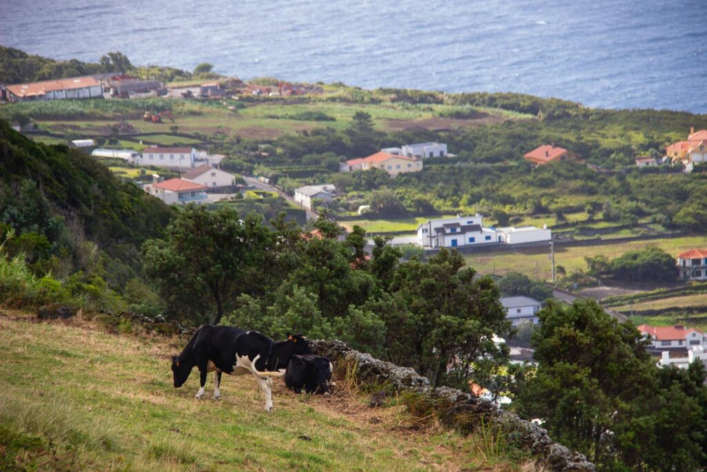 Three black and white cows eating grass in a small field overlooking a cliff over the Atlantic Ocean on the island of São Jorge, Azores, Portugal. ©KettiWilhelm2024