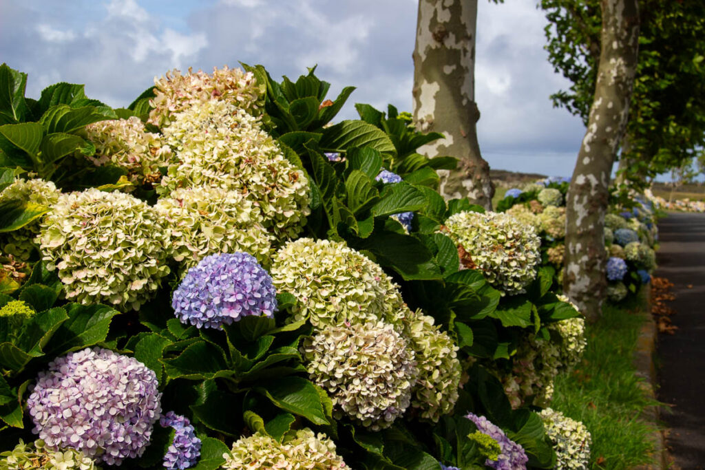 Blue hydrangeas – the most famous flower of the Azores – alongside a road in Terceira. ©KettiWilhelm2024