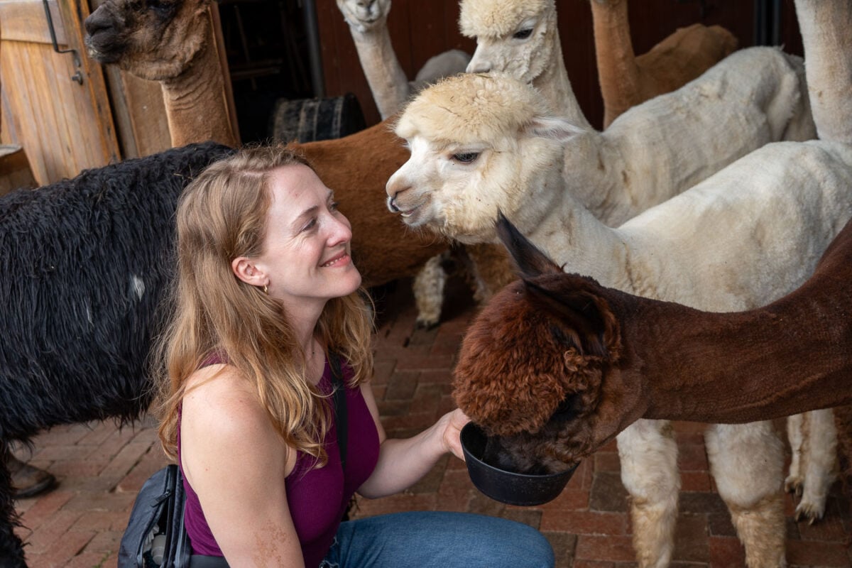 The author feeding alpacas at Coleman Valley Alpaca farm, near downtown Franklin, Tennessee and Leiper's Fork. ©KettiWilhelm2026