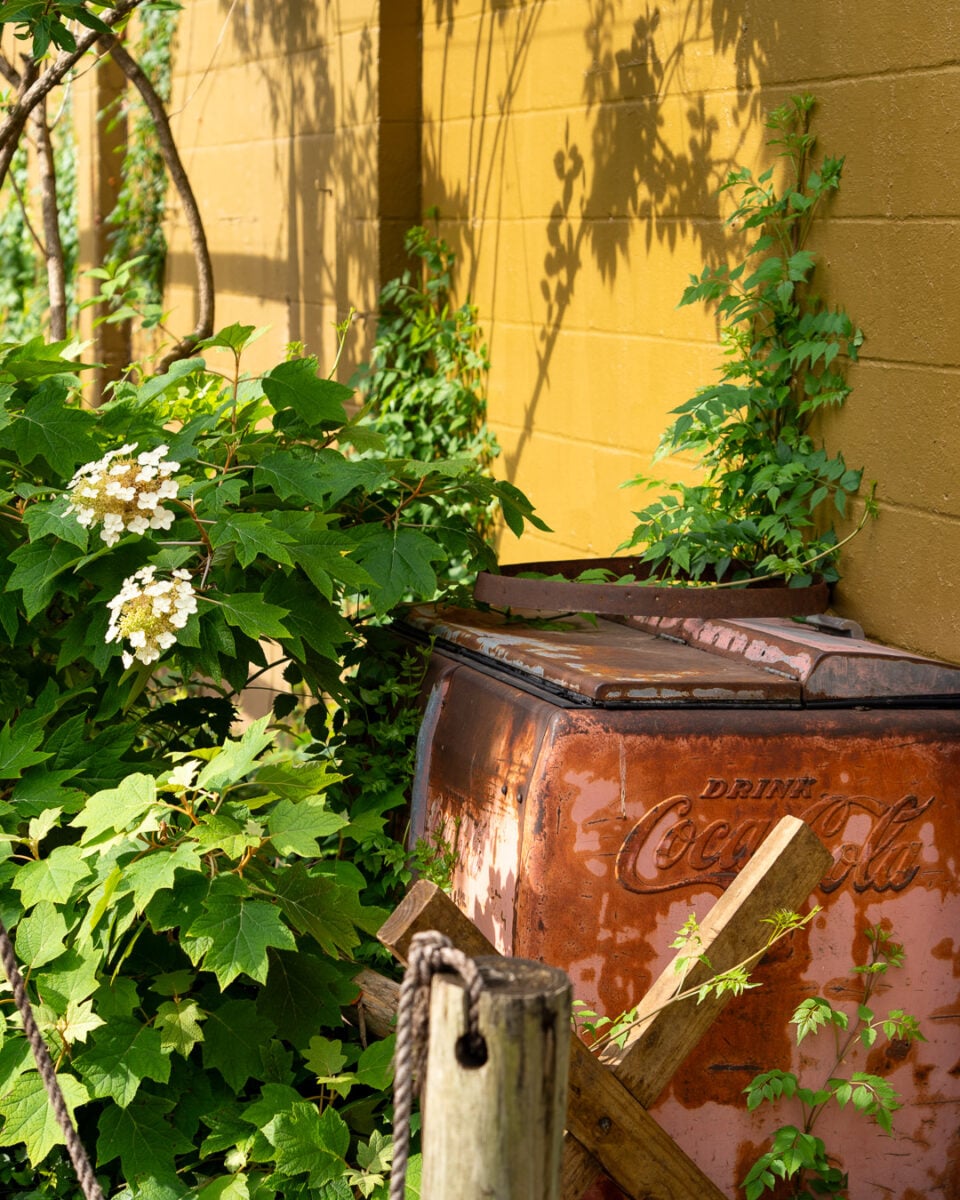 A vintage Coca-cola cooler outside a yellow brick walled building in Leiper's Fork, Tennessee, surrounded by flowering bushes. ©KettiWilhelm2026