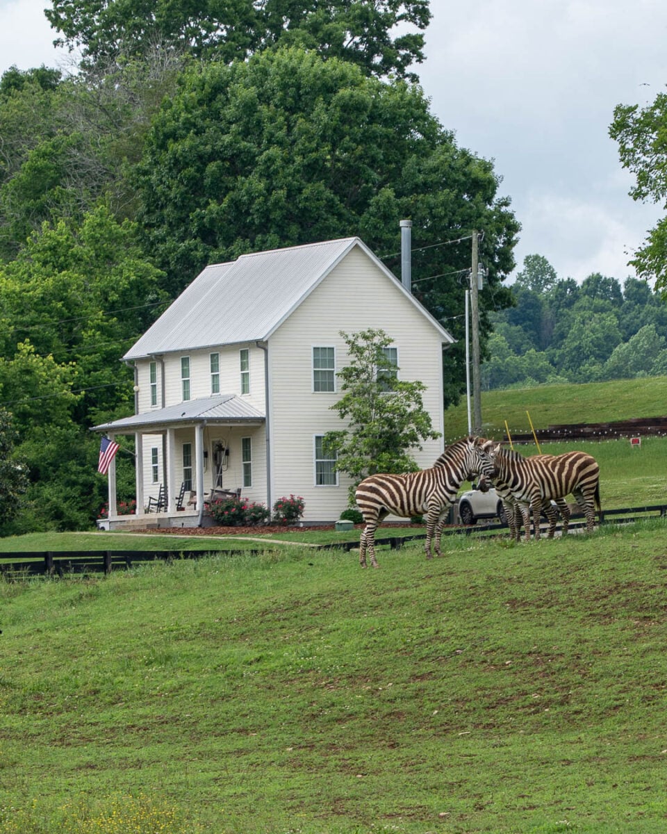 Zebras in the yard of Semler Cattle Company, Franklin, Tennessee. ©KettiWilhelm2026